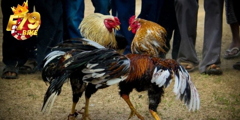 3 đối tác hàng đầu của chuyên mục đá gà