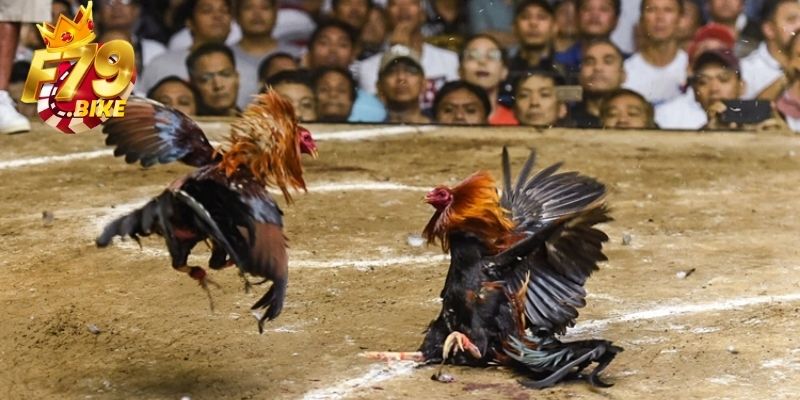 4 hình thức cược gà trực tuyến được săn đón nhất