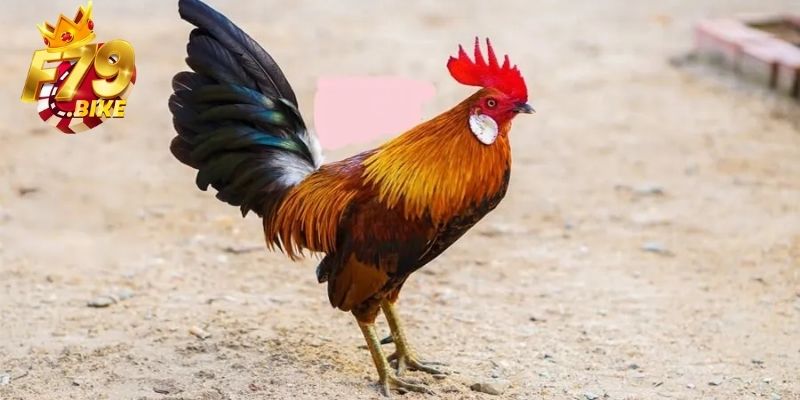 4 lưu ý quan trọng khi nuôi gà đá
