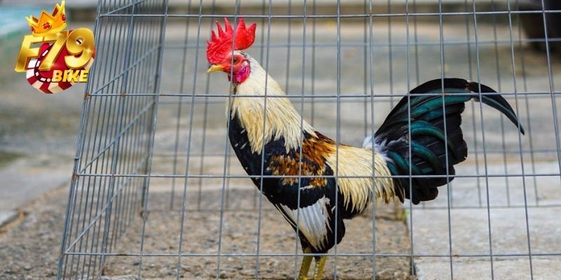 4 yếu tố quan trọng trong cách nuôi gà đá F79