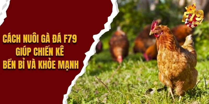 cach-nuoi-ga-da-f79