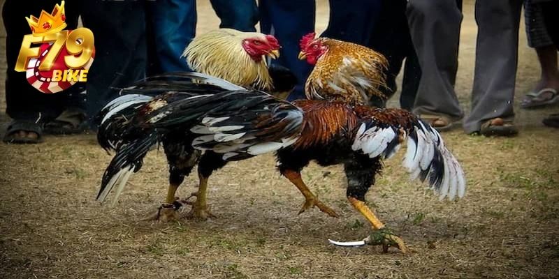 Đá gà cựa dao F79 được nhiều hội viên săn đón