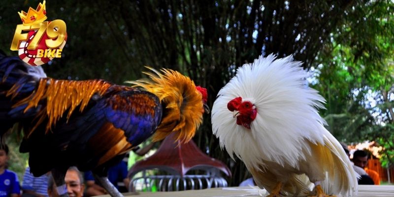 Đá gà F79 luôn được thành viên săn đón
